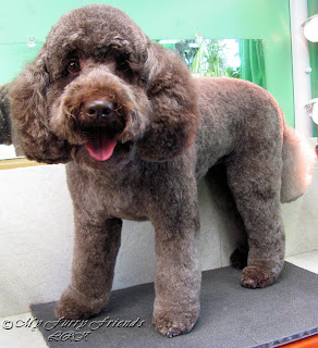 Labradoodle+grooming+styles