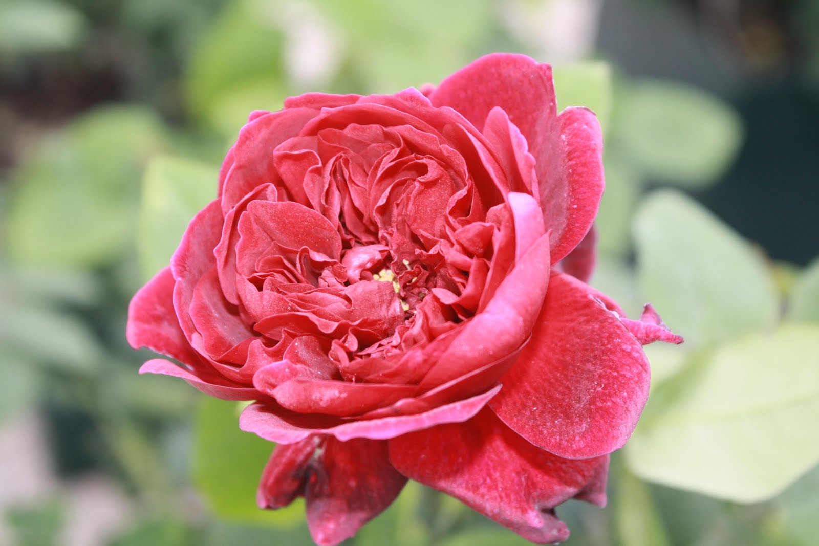 MIDWEST GROUNDCOVERS Display Gardens & Plant Trials David Austin Roses