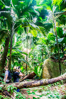 A magical garden of Coco de Mers awaits you on this hike