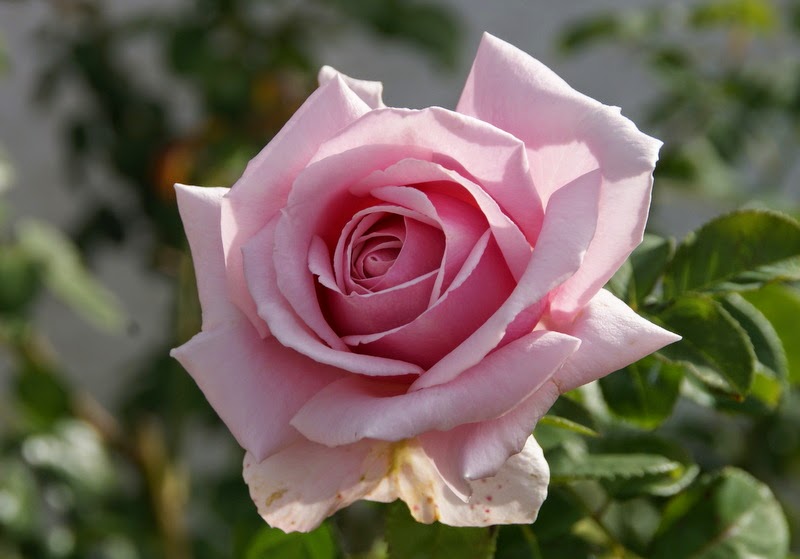 Organic Garden Dreams December Roses