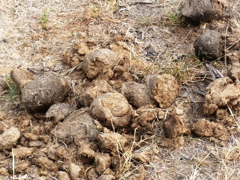 The Zoo Review The Scoop on Poop