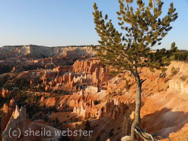 The sunrise casts a warm glow on the hoodoos