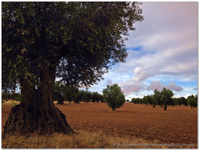 Olivar Olivar