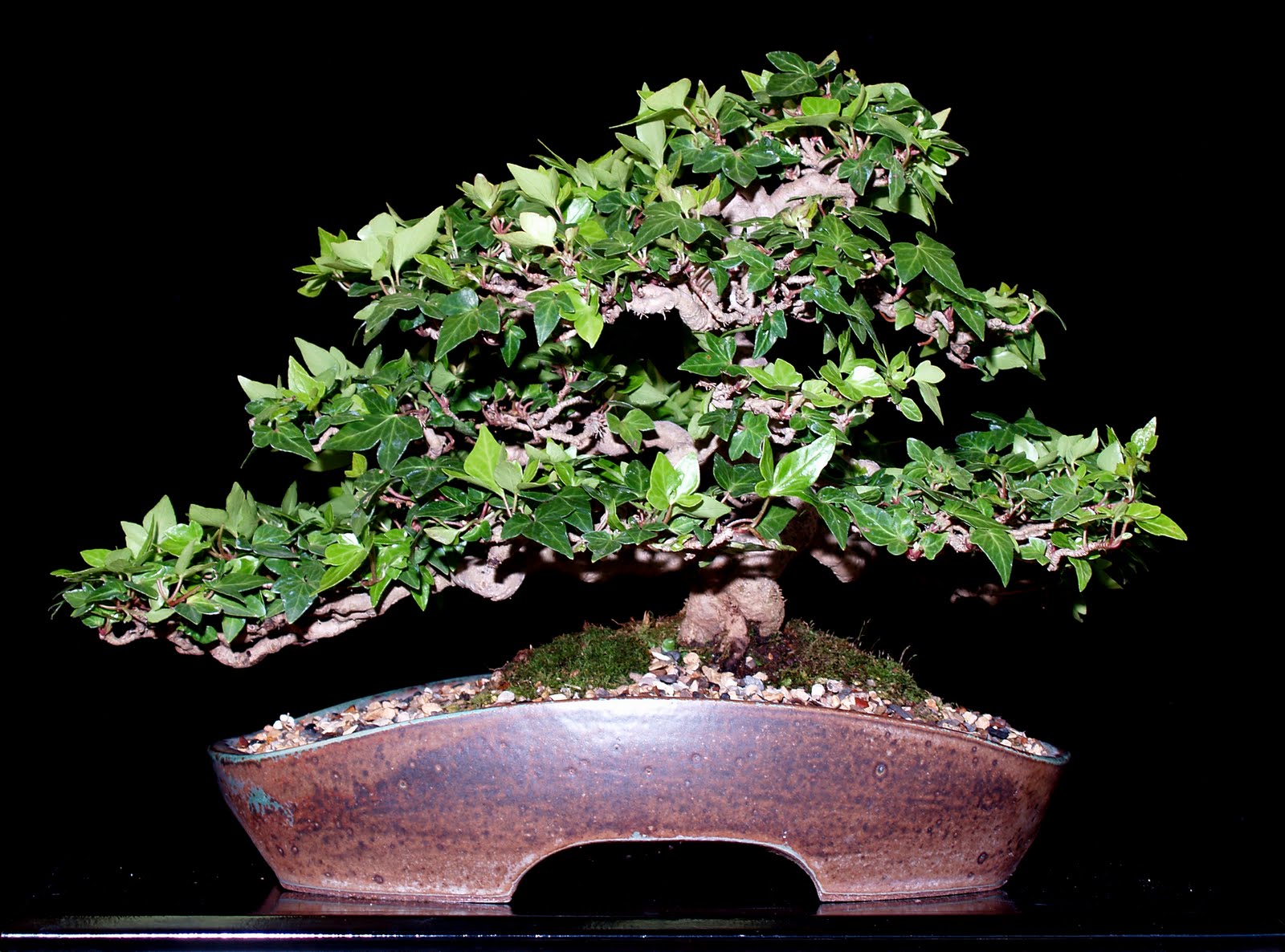 Top Unique Bonsai Trees Gallery Agustus 2011