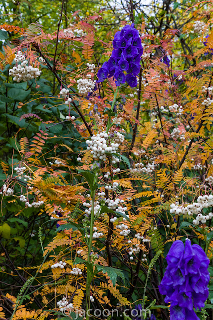 Oktober-stormhatten, Aconitum carmichaelii Oktober-stormhatten, Aconitum carmichaelii