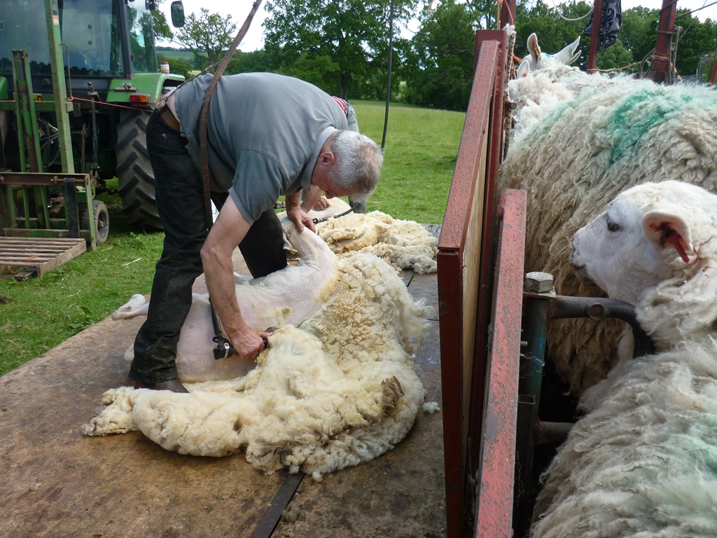 An English Homestead Sheep Shearing