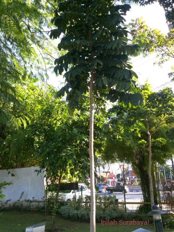 Inilah Surabaya!: TAMAN EKSPRESI