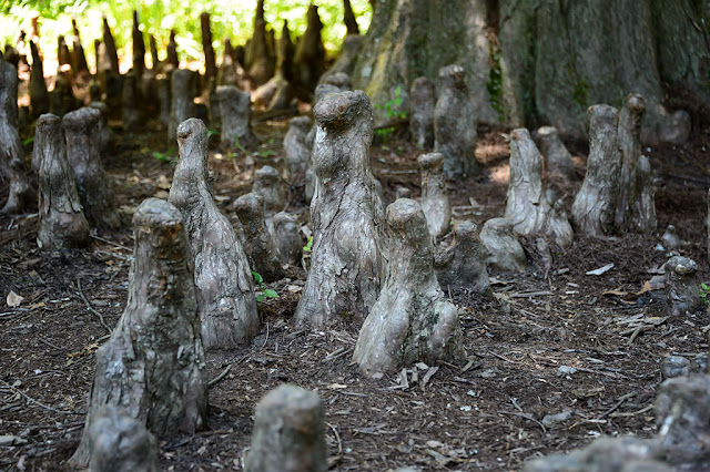 Cypress Knees at Biltmore Gardens
