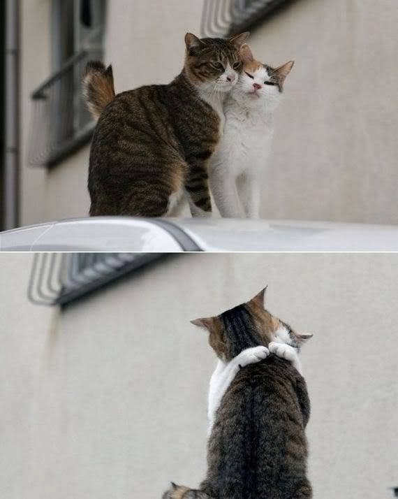 cute cat love