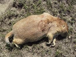 Dog Eat Poisoned Rat Symptom Dog Eat Poisoned Rat Symptom