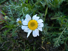 Soledad, dulce y bella soledad.