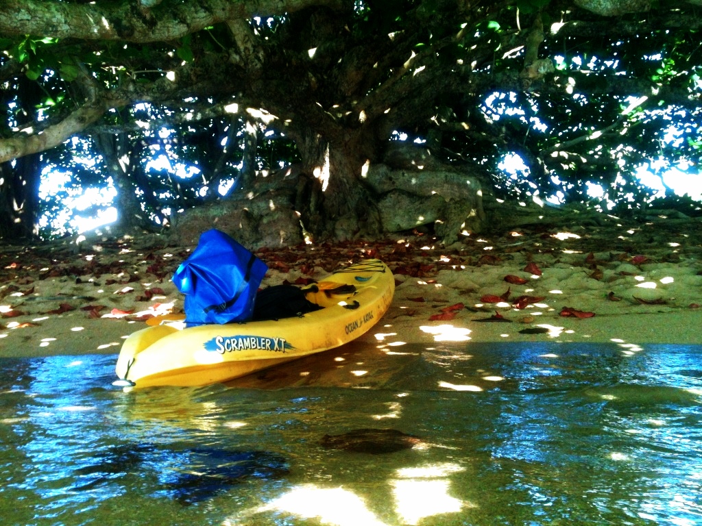 Mangoes And Palm Trees Grab a slice of paradise