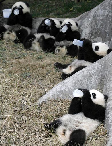 Ill Panda