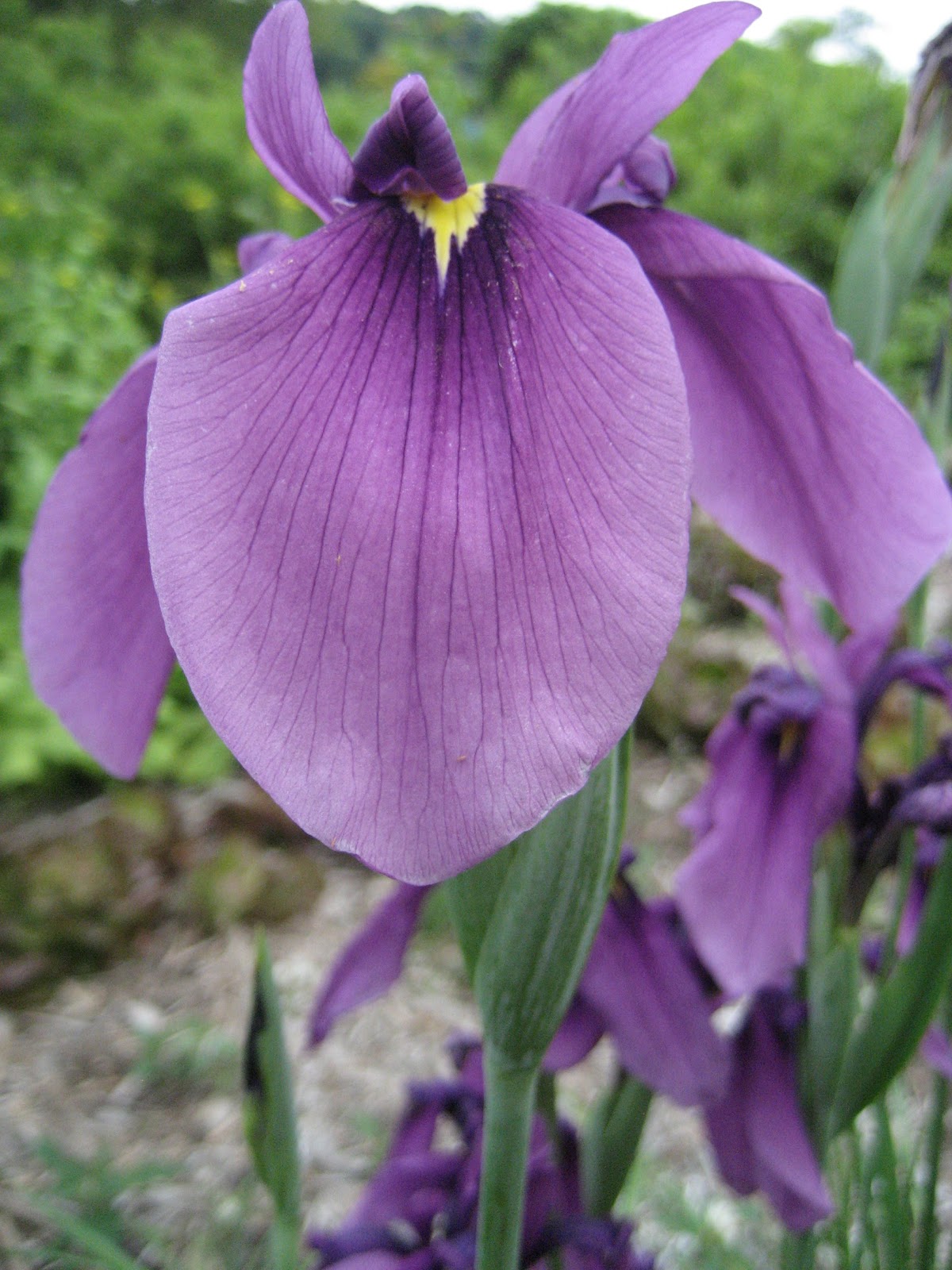 japanese-iris.jpg