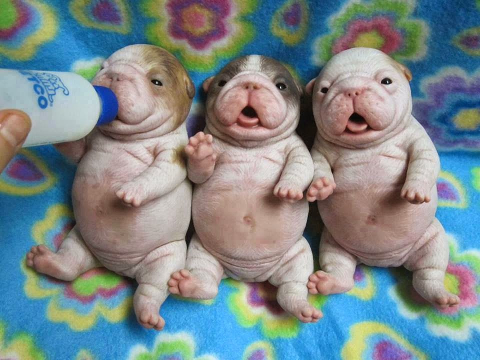 chubby+puppies.jpg