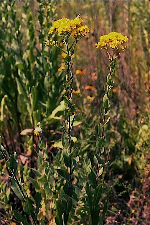 Field Biology in Southeastern Ohio Some Ohio Goldenrods