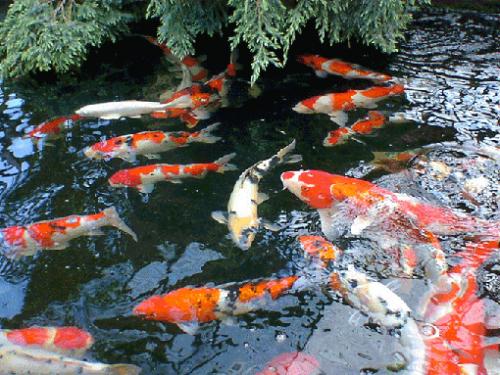 Contoh Desain Kolam Ikan Mas Koi Minimalis ~ SEMUA ADA ...