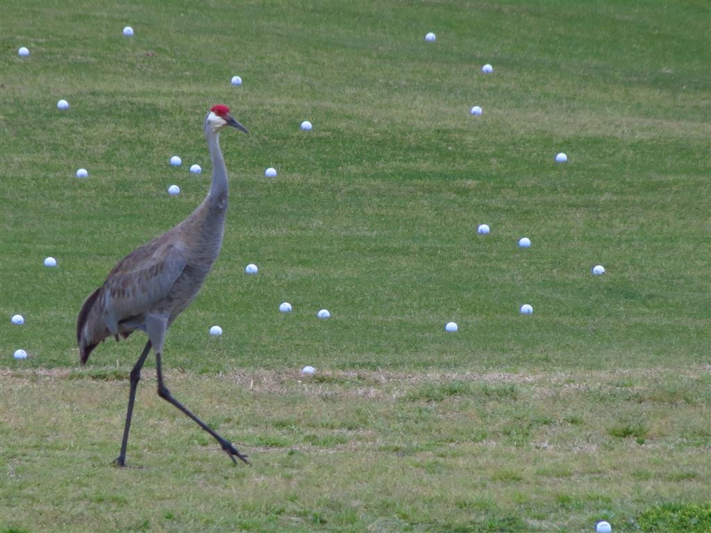 Birding Is Fun!: Birding is fun in Florida
