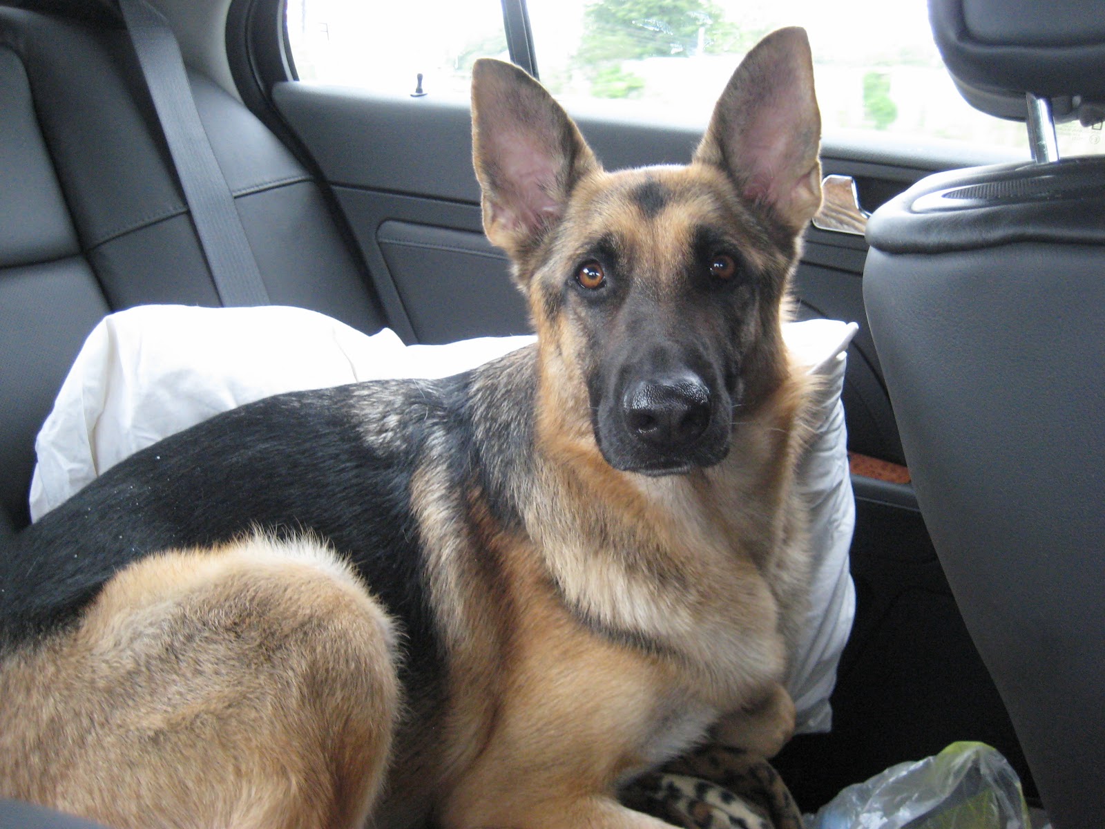 happy mothers day german shepherd