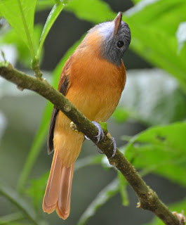 Grey-Hooded Attila, Attila rufus