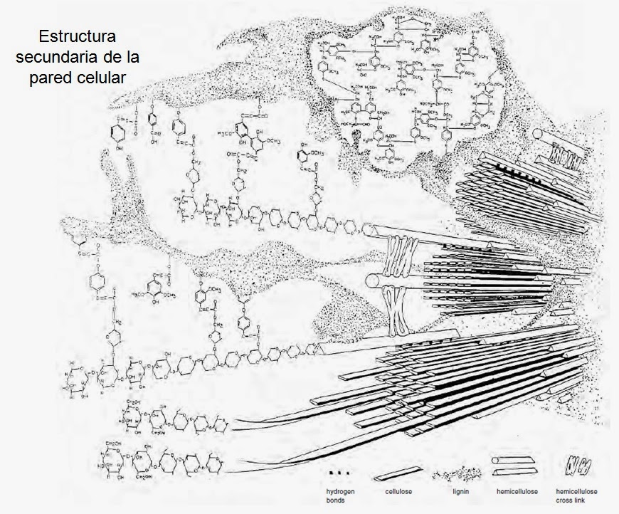 Apuntes De Fisiologia Vegetal Agosto 2012