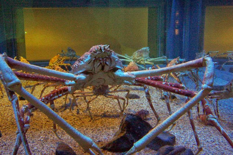 The Gigantic Japanese spider crab Strange Animals