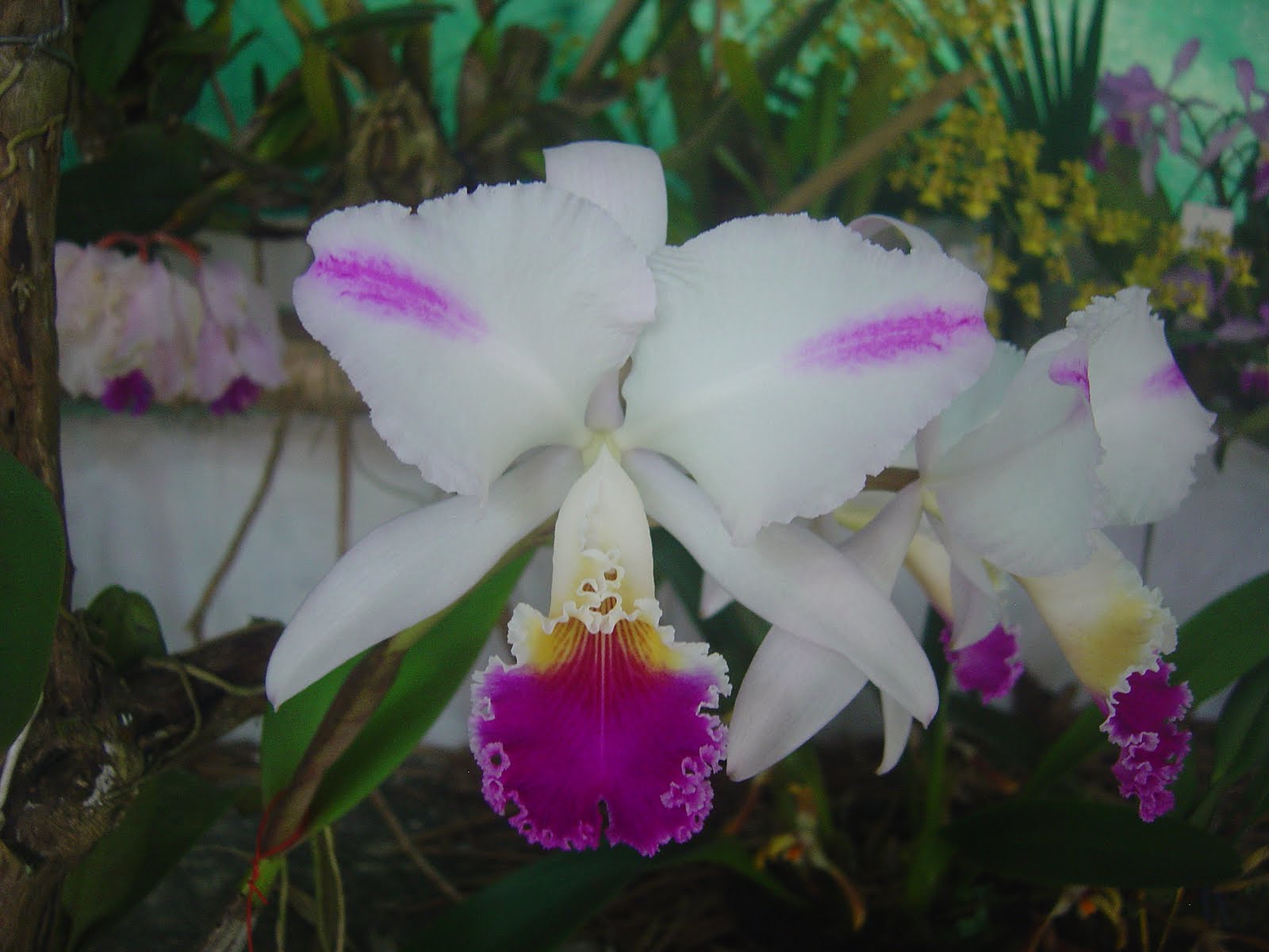 Guía de orquídeas de Santander - Santander Capital Natural