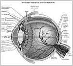 Bionic Eye Diaphram