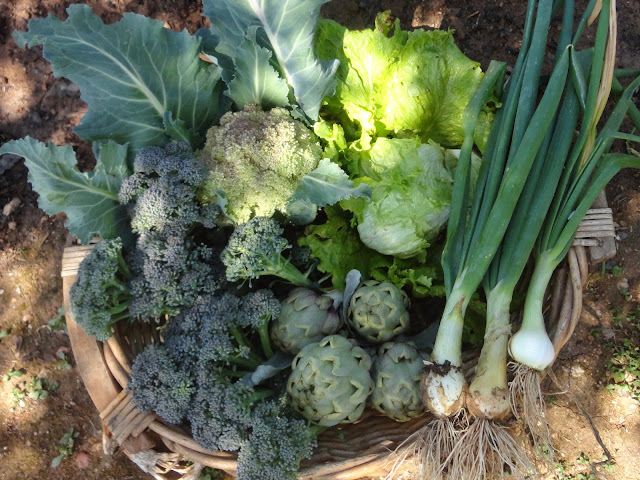 Brócolis-romanescu-lechuga-cebollas-alcachofas