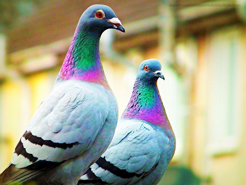 pigeon wallpapers hd