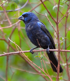 Ultramarine Grosbeak, Cyanocompsa brissonii