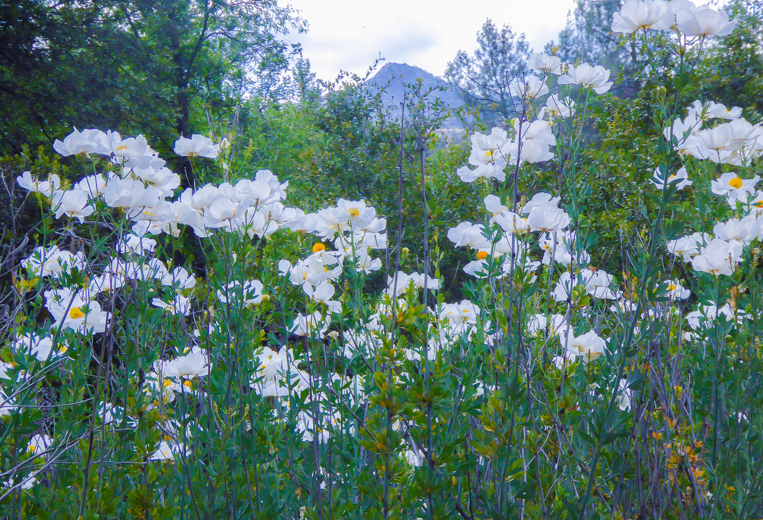 cruisingat60 Yosemite wildflowers, weeds, and naturalized invaders