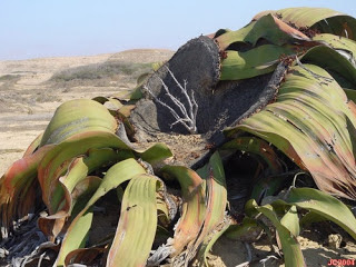 Welwitschia Mirabilis