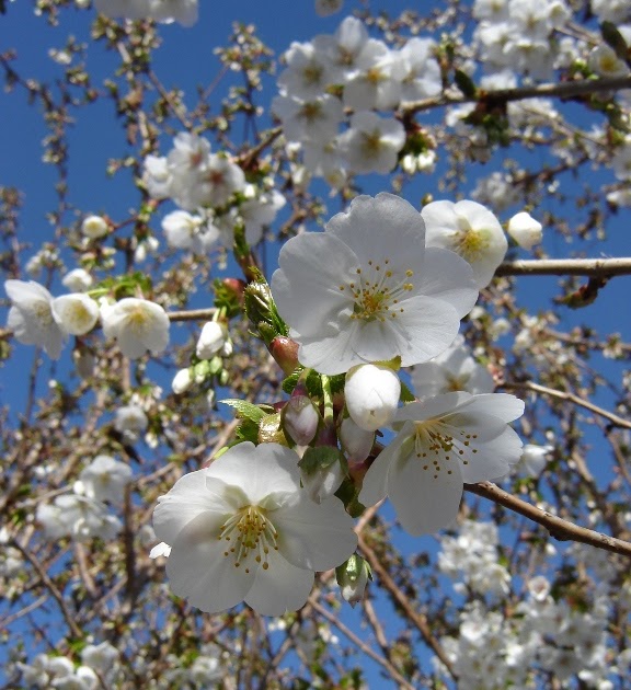 Random Acts of Gardening Prunus serrulata 'Snow Goose'