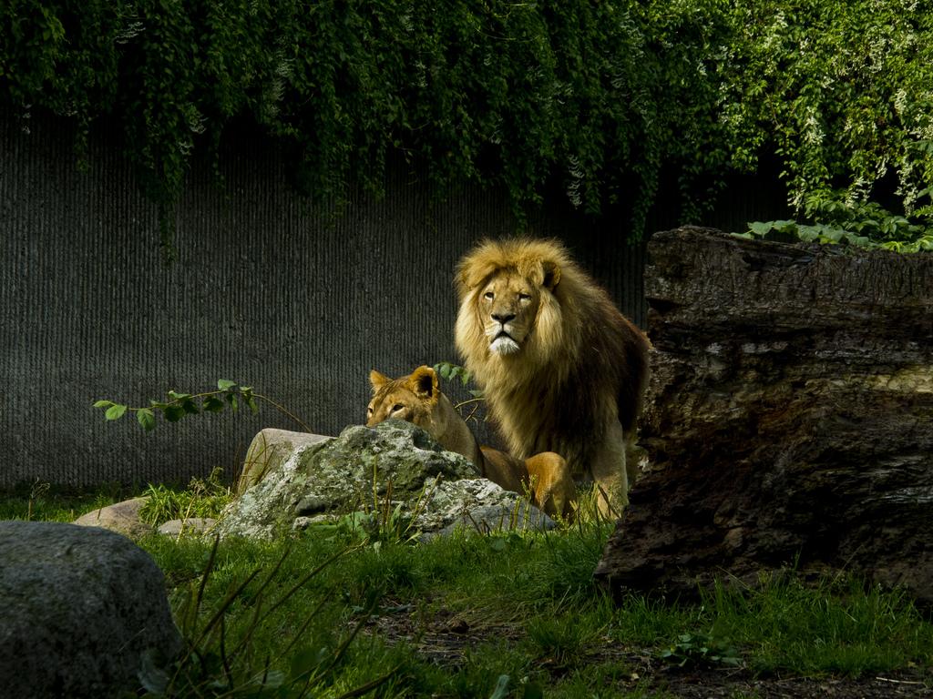 http://4.bp.blogspot.com/-6dwXpBoG-Gs/Ts57t4YPkvI/AAAAAAAABI4/bennmZzja_E/s1600/alargemalelionandoneofh.jpg
