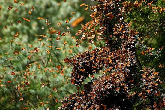Migrasi kupu-kupu Monarch