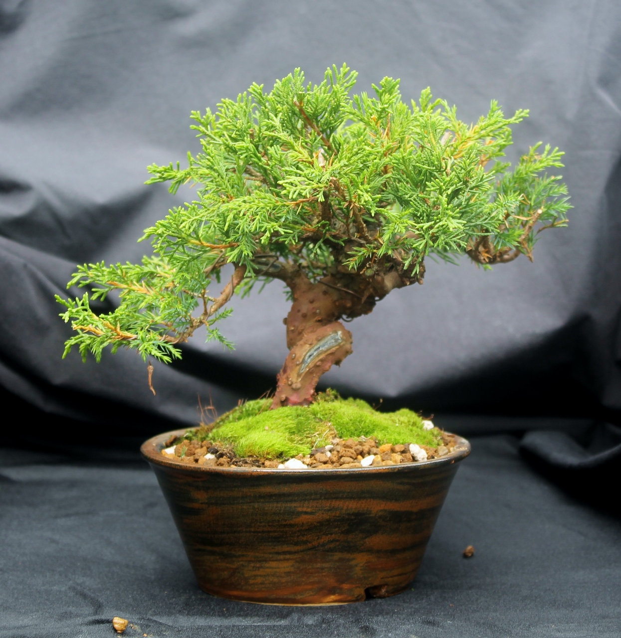 tiny tree Plants, Tree, Tiny