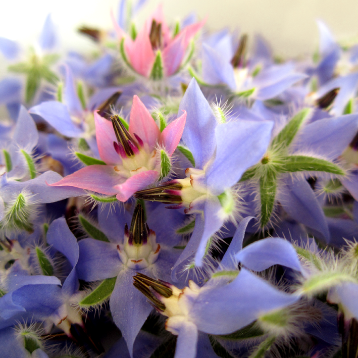 Fleurs de Bourrache - Spice Rabbits - http://spicerabbits.blogspot.fr/ Fleurs de Bourrache - http://spicerabbits.blogspot.fr/
