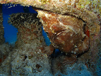 Corsair wreck dive - Waikiki scuba dive