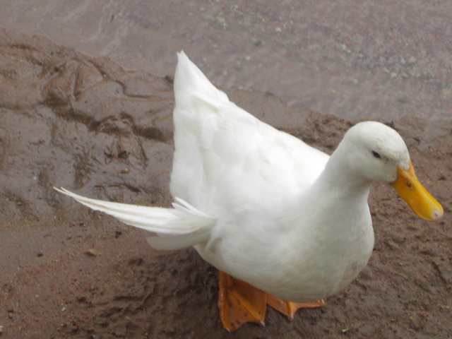 Mis amigas las palomas: Patos