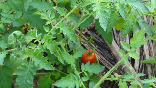 cultiver les tomates cerises