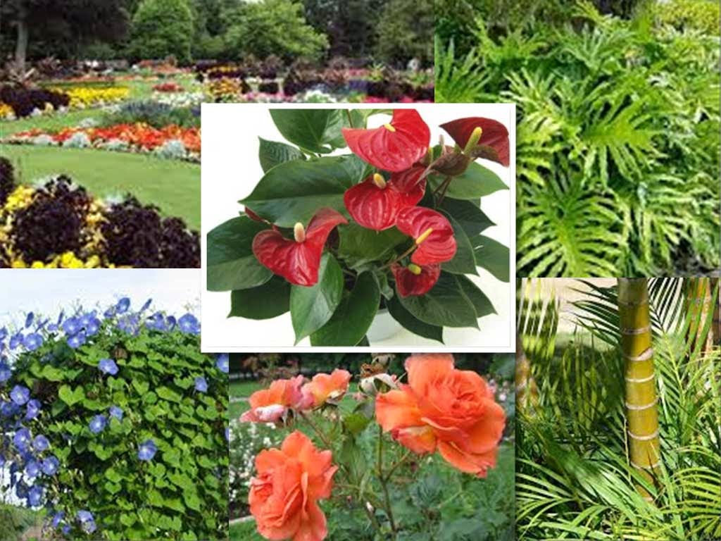 Tanaman Hias untuk Taman Minimalis