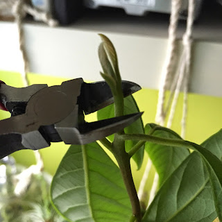 Third Avocado Plant - Third Pruning on 14 May 2015 Using a cutter to prune the branch