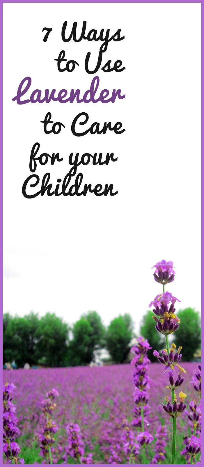Rachel's Blog How I Use Lavender to Care for my Children