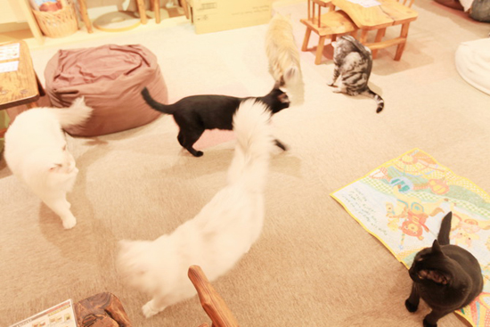 Japanese Cat Cafés - have some coffee and hang out with cats!