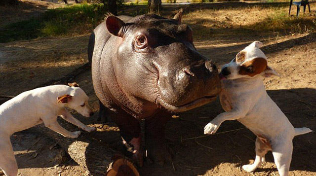 perros amigos hipopótamo abandonado