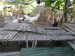 Backyard poultry in Vang Vieng Town.