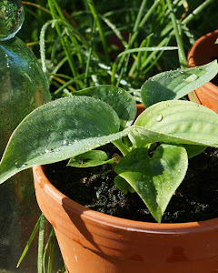 Mine frøformerede hosta