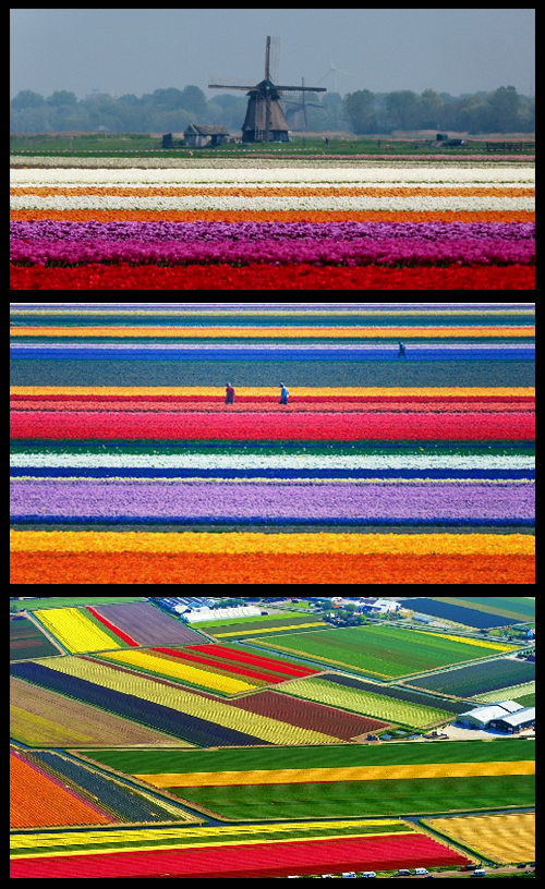 icq chat holland icq chat holland