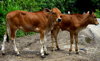 sapi jabres jantan muda sapi jabres jantan muda